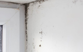 Professional mold inspection underway at Germantown, TN residential property addressing seasonal mold conditions